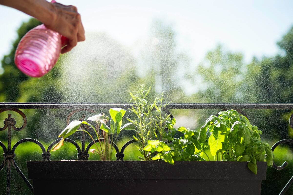 Cele 3 plante aromatice care împrospătează aerul și țin insectele la distanță. Sunt ușor de întreținut și perfecte pentru balcon sau apartament 1 wp header logo 651