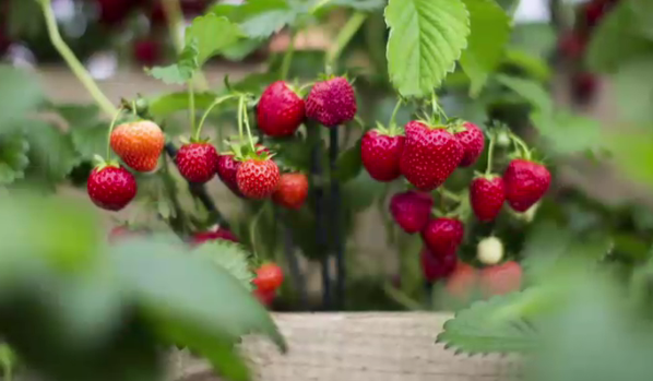 88% dintre căpșunile din Europa conțin pesticide, potrivit unui studiu 1 wp header logo 696
