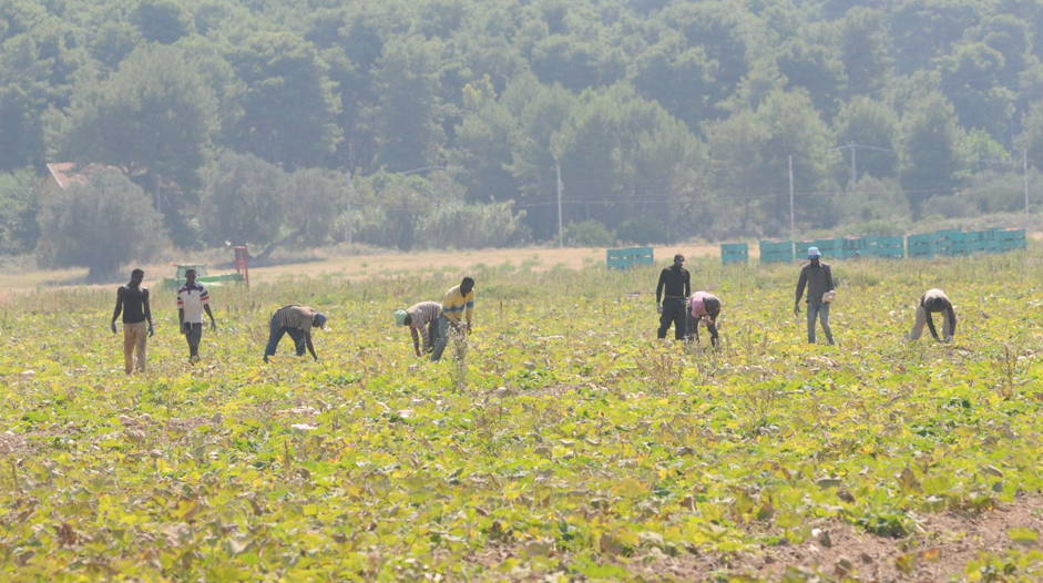 Patru români sunt acuzați în Italia de exploatarea unor migranți care lucrau în agricultură 1 wp header logo 16