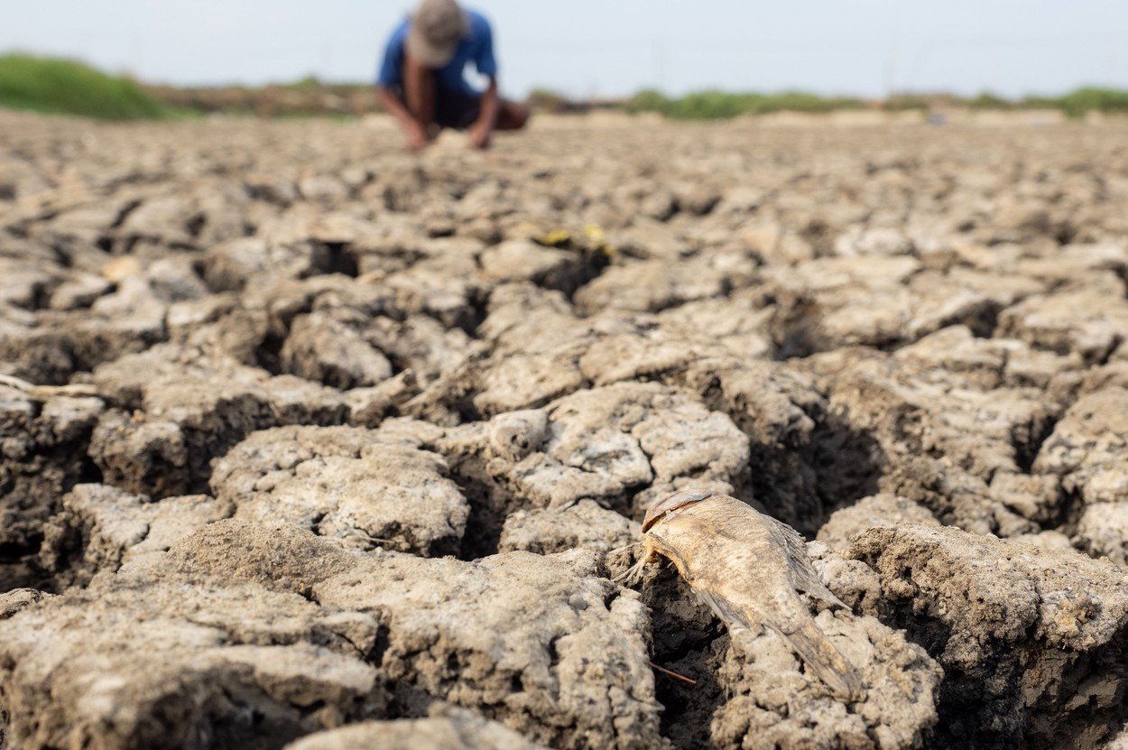 El Nino, risc major pentru securitatea alimentară. Numărul celor afectați ar putea ajunge la 274 de milioane 1 wp header logo 544