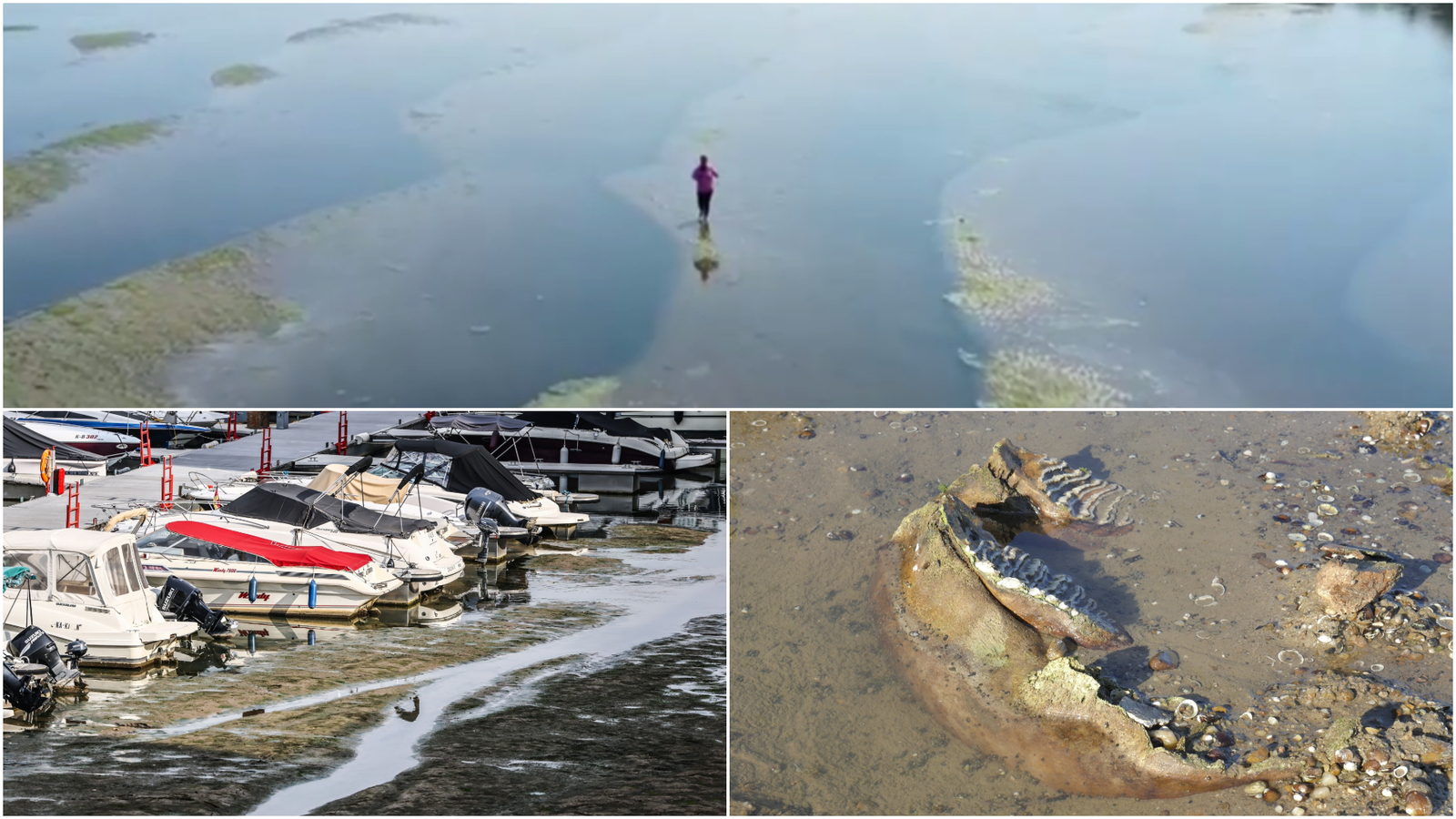 „Putem merge pe jos până în România”. Dunărea și Rinul seacă sub caniculă: reactoare oprite, nave blocate și epave descoperite 1 wp header logo 59