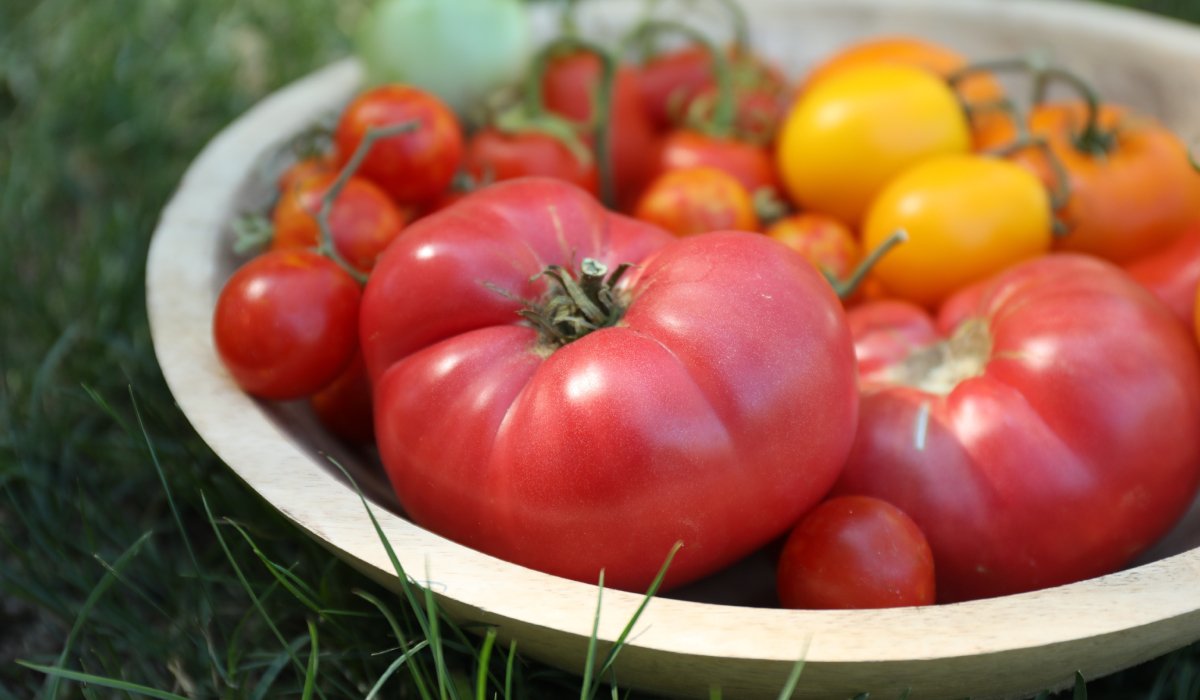 Cum ajuți roșiile să se coacă mai bine în august. Sfatul lui Monty Don pentru grădinari 1 wp header logo 800