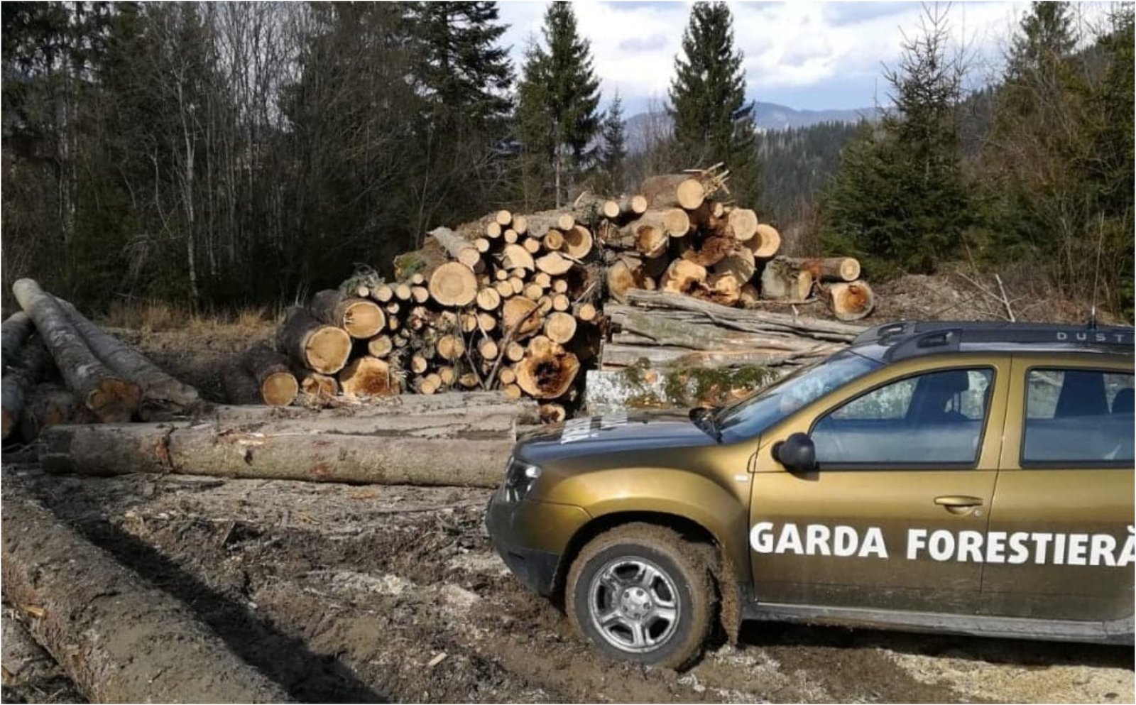 Buzoianu: Garda Forestieră a descoperit una dintre cele mai mari zone de tăieri ilegale de arbori din ultimii ani 1 wp header logo 825