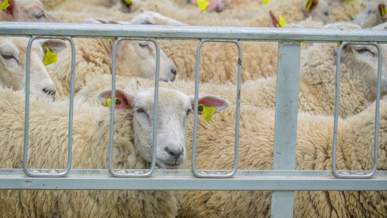 Transport ilegal cu 50 de oi, oprit în Vaslui. Animalele au fost plasate sub sechestru, iar șoferul a fost amendat cu 20.000 de lei 1 wp header logo 970